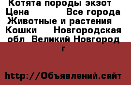 Котята породы экзот › Цена ­ 7 000 - Все города Животные и растения » Кошки   . Новгородская обл.,Великий Новгород г.